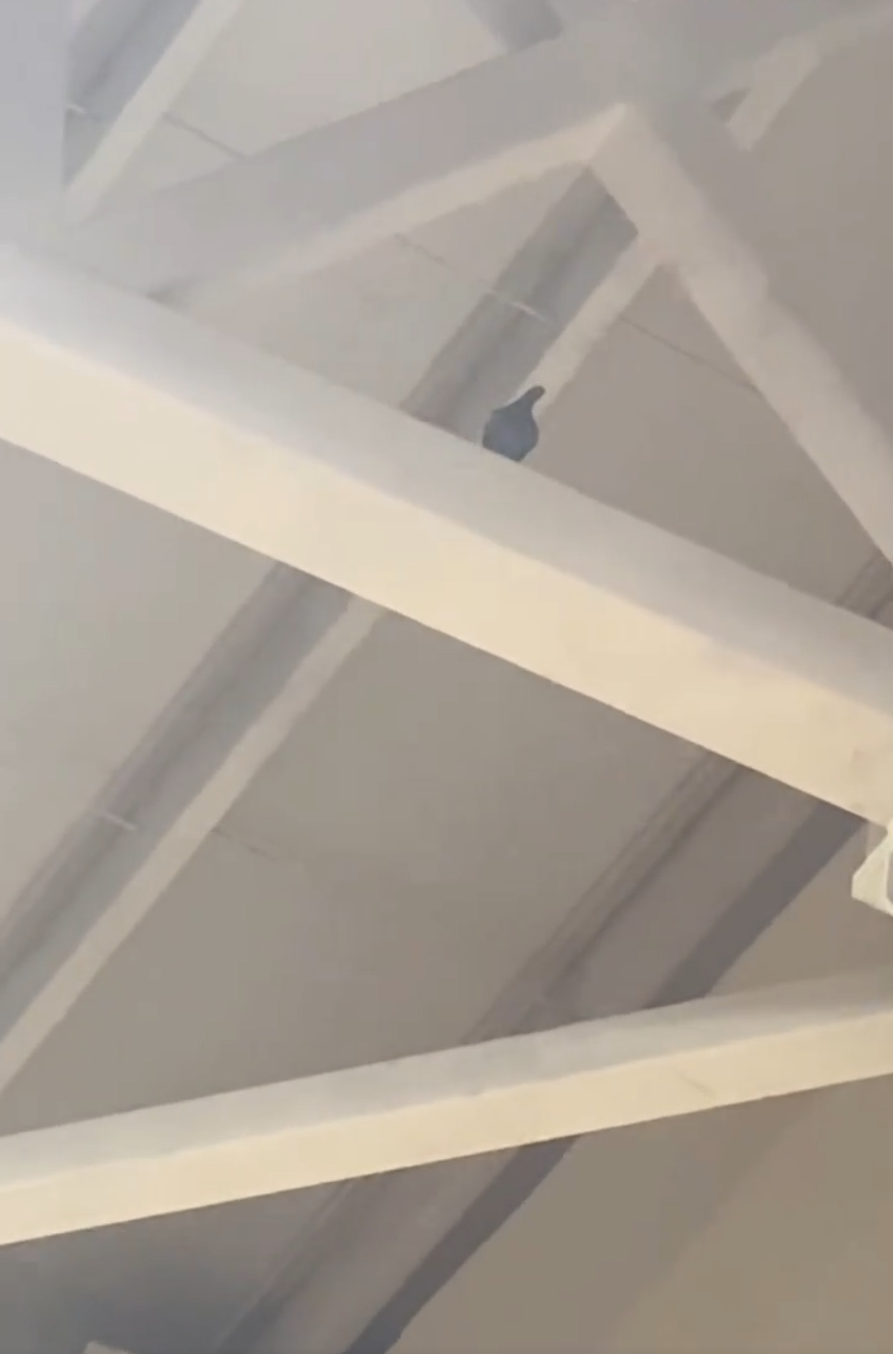 槽了印度办, rmvyv