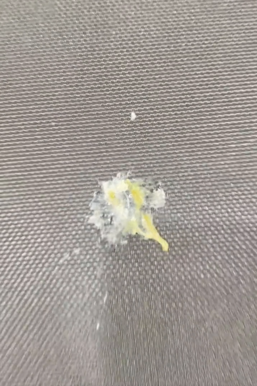 AOoi, 经在直播中, 会掉鸟屎